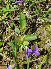 Viola fimbriatula