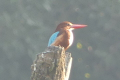 Halcyon smyrnensis