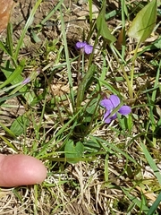 Viola fimbriatula