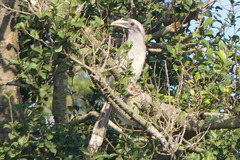 Ocyceros birostris