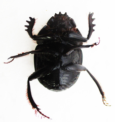 Scarabaeus zambesianus