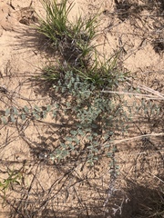 Dalea lanata