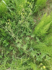 Potentilla chrysantha