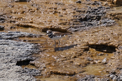 Killdeer photographed in Wyoming