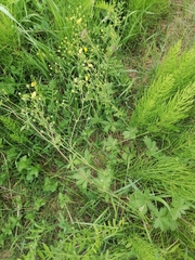 Potentilla chrysantha