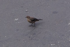 Euphagus cyanocephalus