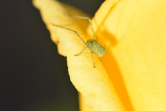 Microcentrum rhombifolium