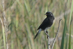 Saxicola caprata