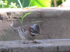 Zonotrichia capensis