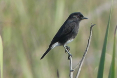Saxicola caprata