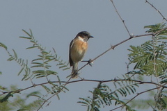 Saxicola maurus