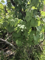 Vitis acerifolia