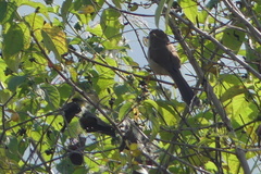 Chrysomma sinense