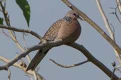 Streptopelia chinensis