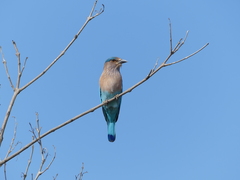 Coracias benghalensis