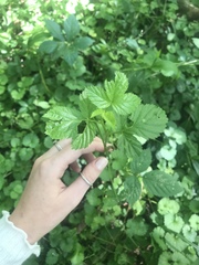 Geum vernum
