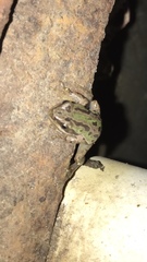 Hyla eximia