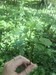 Geum vernum