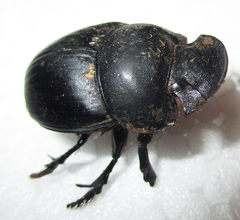 Catharsius calaharicus