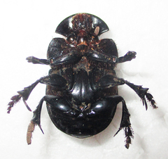 Catharsius calaharicus