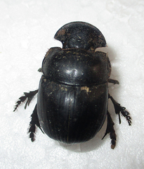 Catharsius calaharicus