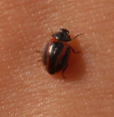 Priscibrumus disjunctus