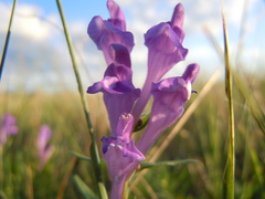 Scutellaria baicalensis