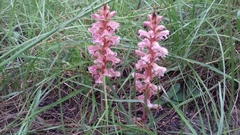 Orobanche amethystea