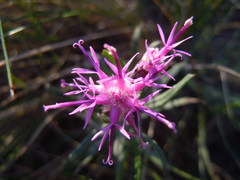 Saussurea salicifolia