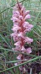 Orobanche amethystea