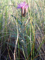 Saussurea salicifolia