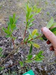 Salix pentandra