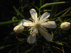 Clematis hexapetala