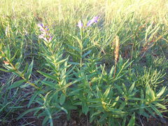 Scutellaria baicalensis