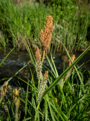 Carex riparia