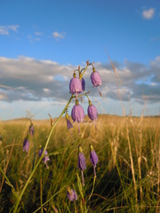 Adenophora stenanthina