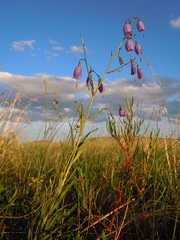 Adenophora stenanthina