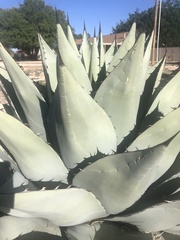 Agave parryi
