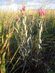 Saussurea salicifolia