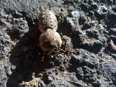 Zopheridae