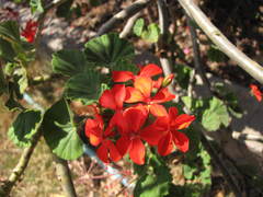 Pelargonium × hybridum