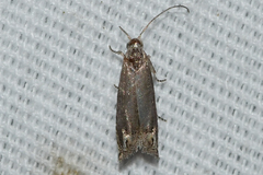 Epiblema minutana