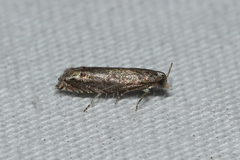 Epiblema minutana