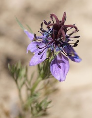 Nigella arvensis