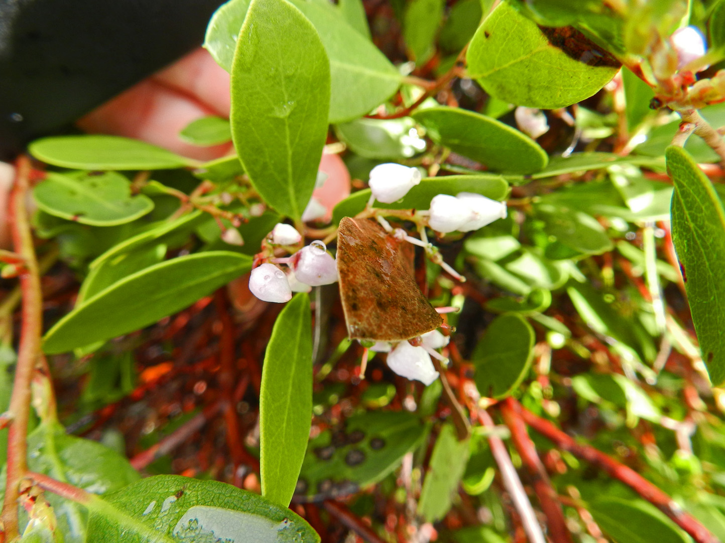 Arctostaphylos stanfordiana ssp. decumbens