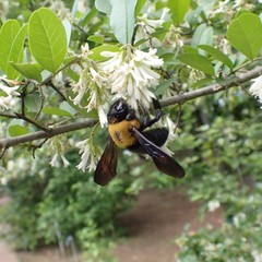 Xylocopa appendiculata circumvolans