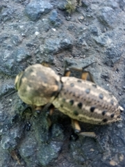 Zopheridae