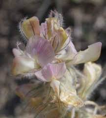 Hedysarum candidum