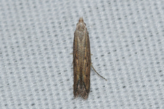 Isophrictis