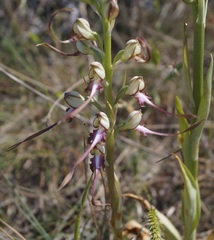 Himantoglossum caprinum